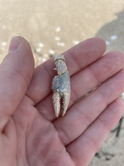 Faxonius virilis