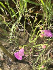 Agalinis heterophylla