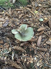 Russula virescens