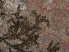 Frullania eboracensis