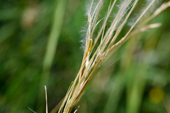 Stipa iberica