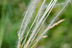 Stipa iberica