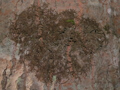 Frullania eboracensis