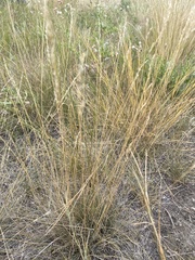 Festuca hallii
