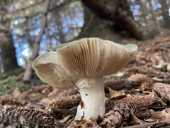 Russula virescens