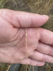 Festuca hallii