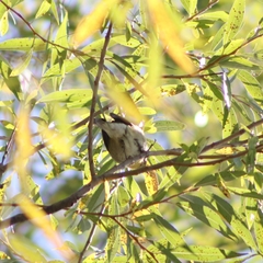 Leiothlypis peregrina