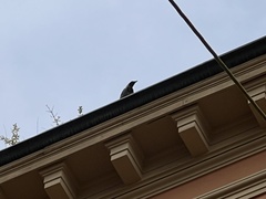 Corvus cornix