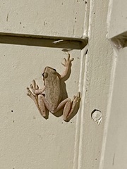 Pseudacris regilla