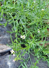 Cakile maritima