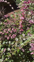 Loropetalum chinense