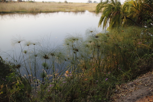 Cyperus papyrus image