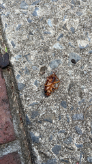 Periplaneta americana