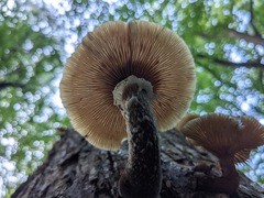 Armillaria ostoyae