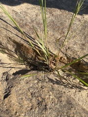 Panicum dichotomiflorum
