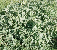Atriplex tatarica