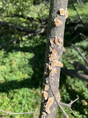 Steccherinum ochraceum