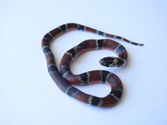 Erythrolamprus pseudocorallus