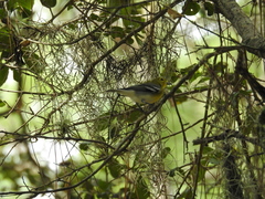 Vireo flavifrons