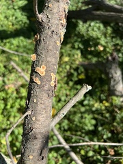 Steccherinum ochraceum