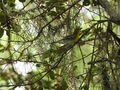 Vireo flavifrons