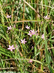 Centaurium pulchellum