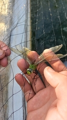 Anax concolor