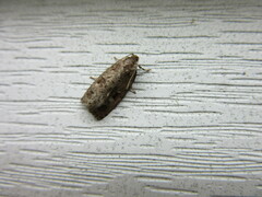 Choristoneura fumiferana