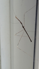 Emesaya brevipennis