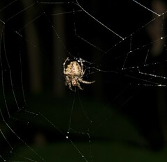 Parawixia