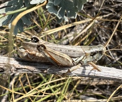 Melanoplus bowditchi canus