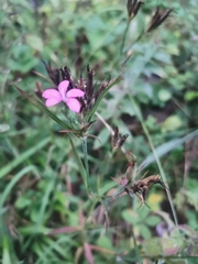 Dianthus armeria