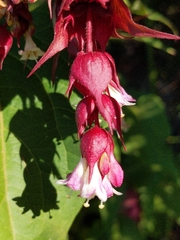 Leycesteria