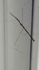 Emesaya brevipennis
