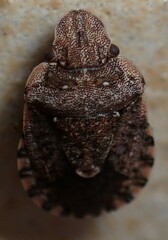 Sciocoris sideritidis