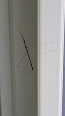 Emesaya brevipennis