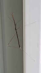 Emesaya brevipennis