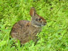 Sylvilagus palustris