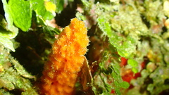 Ptilocaulis walpersii