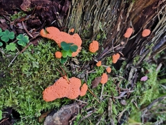 Tubifera ferruginosa