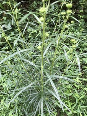 Helianthus angustifolius