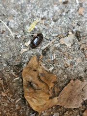 Macroscytus brunneus