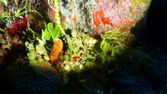 Ptilocaulis walpersii