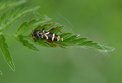 Clytus arietis