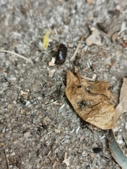 Macroscytus brunneus