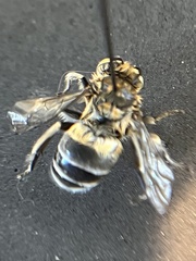 Apinae