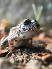 Fejervarya kawamurai