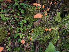 Tubifera ferruginosa