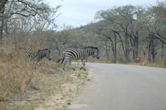Equus quagga chapmani