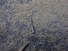 Trichoptera